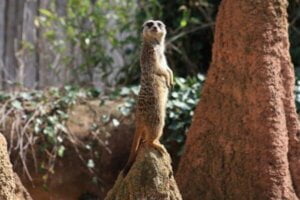 A meerkat keeping look out to support how a business owner or the staff would react to a threat situation