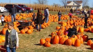 People looking for pumpkins in a pumpkin patch to support tips on how to keep your house and family safe at halloween