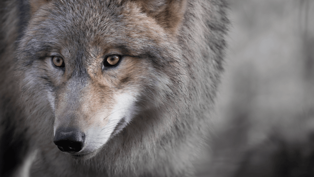 A brown and silver wolf to depict threat awareness traing for businesses delivered by RGM Security Specialists