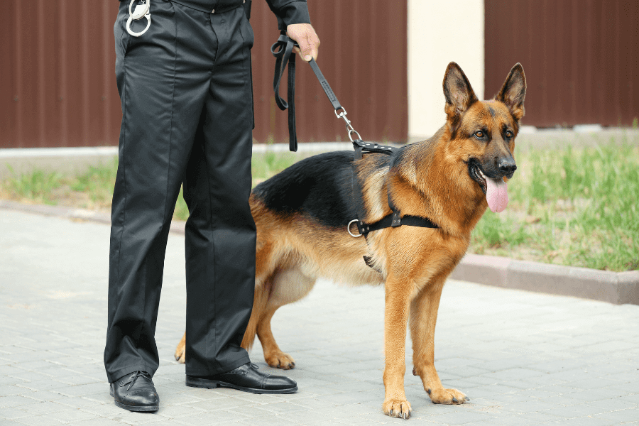 Mobile security guard with german sheperd on patrol