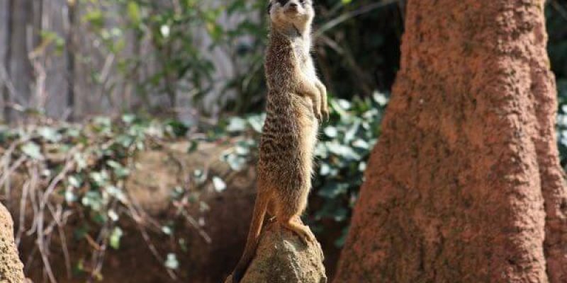 A meerkat keeping look out to support how a business owner or the staff would react to a threat situation