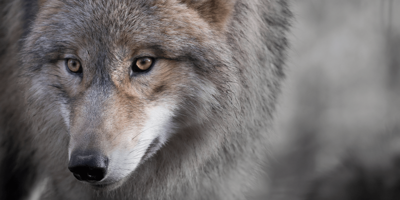 A brown and silver wolf to depict threat awareness traing for businesses delivered by RGM Security Specialists