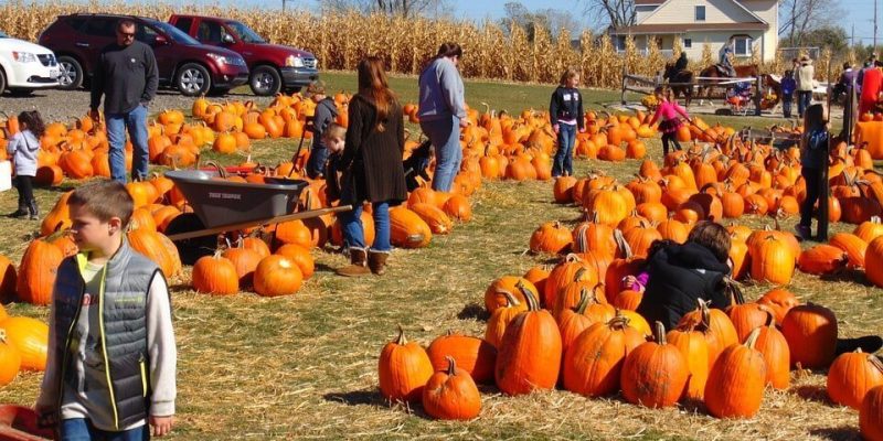 People looking for pumpkins in a pumpkin patch to support tips on how to keep your house and family safe at halloween
